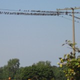 0508F 70 Voegel sammeln sich